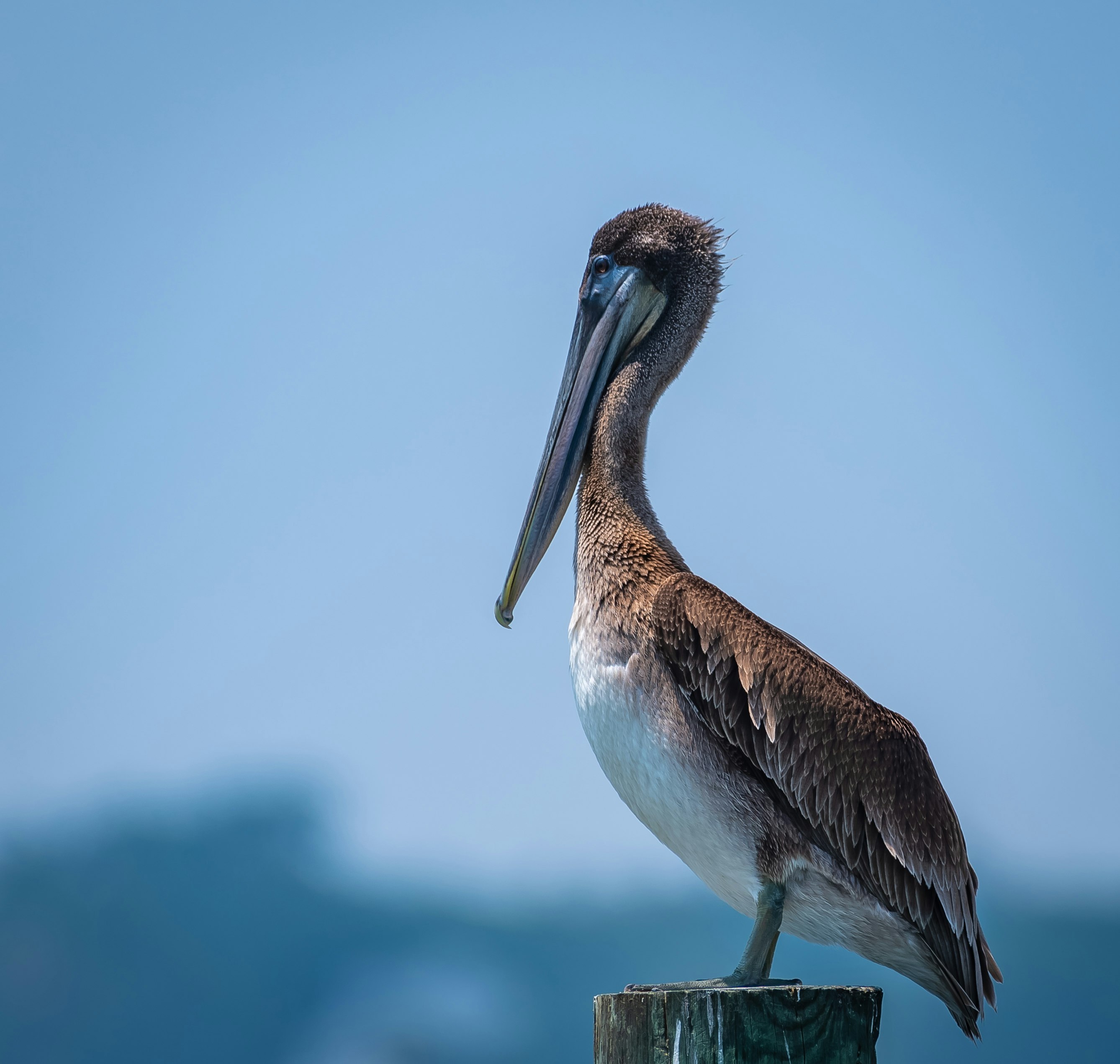 white and brown pelican on brown wooden post during daytime